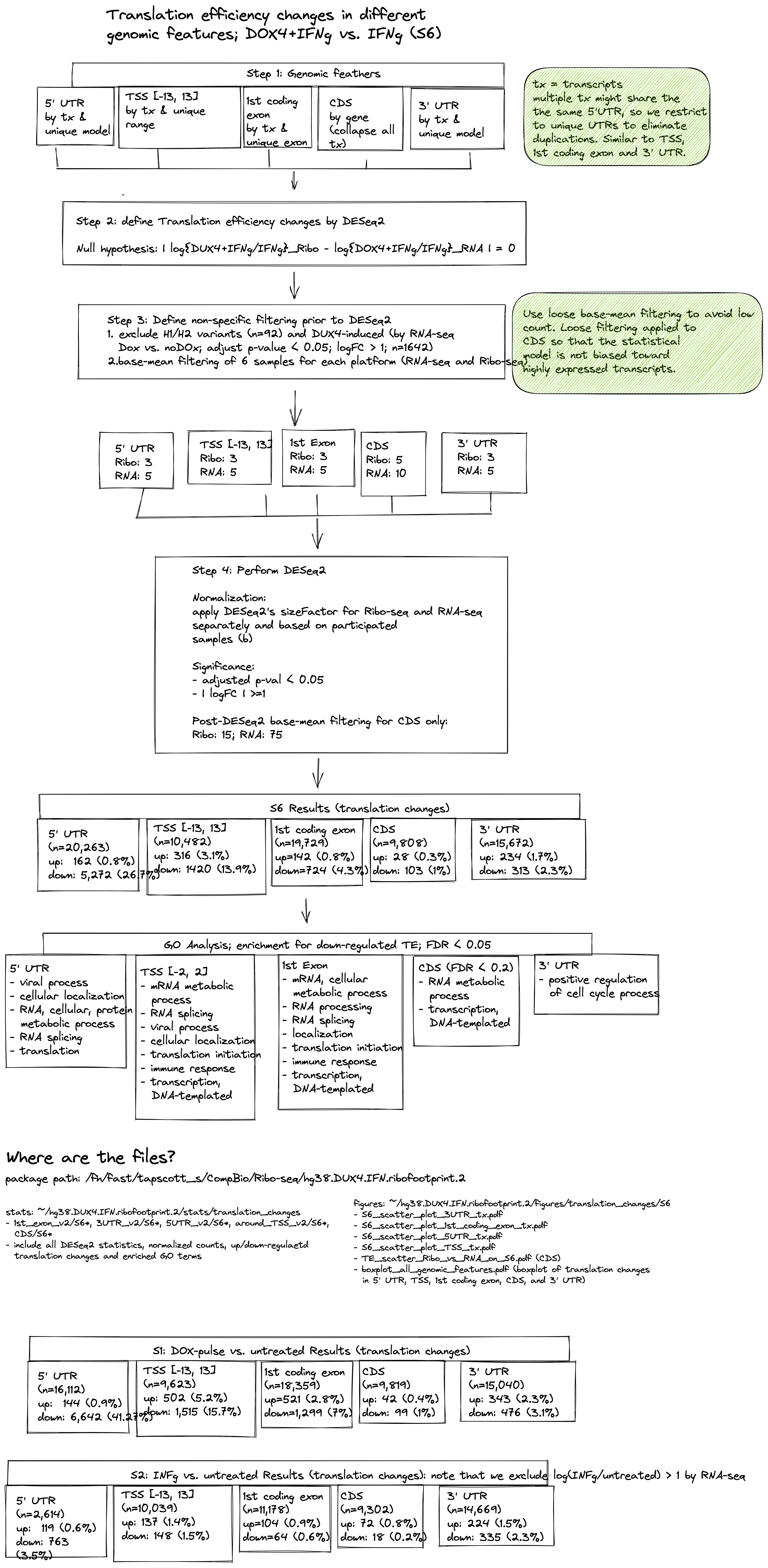 Flowchart to examine the translational efficiency changes induced by DUX4.