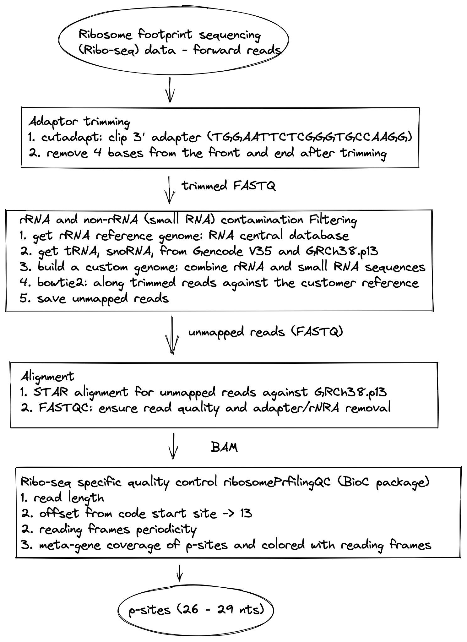 Flowchart of Ribo-seq data preprocessing