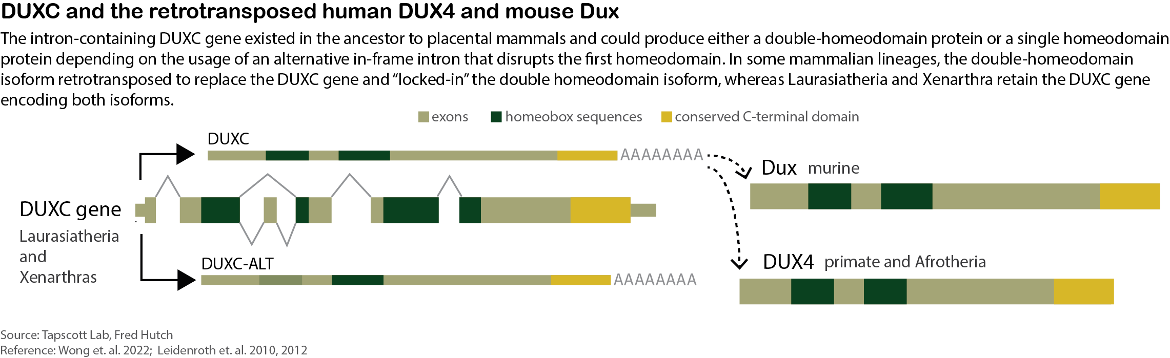 The gene models of the ancestral double homeodomain gene DUXC and its alternative isoform DUXC-ALT in relation to the retrotransposed human DUX4 (hDUX4) and murine Dux (mDux).